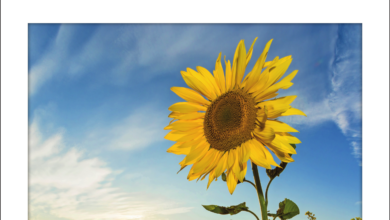 Neues aus der Ökomodellregion – Förderung von Öko-Kleinprojekte