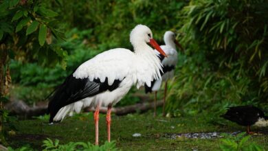 Online-Infoabend für werdende Eltern