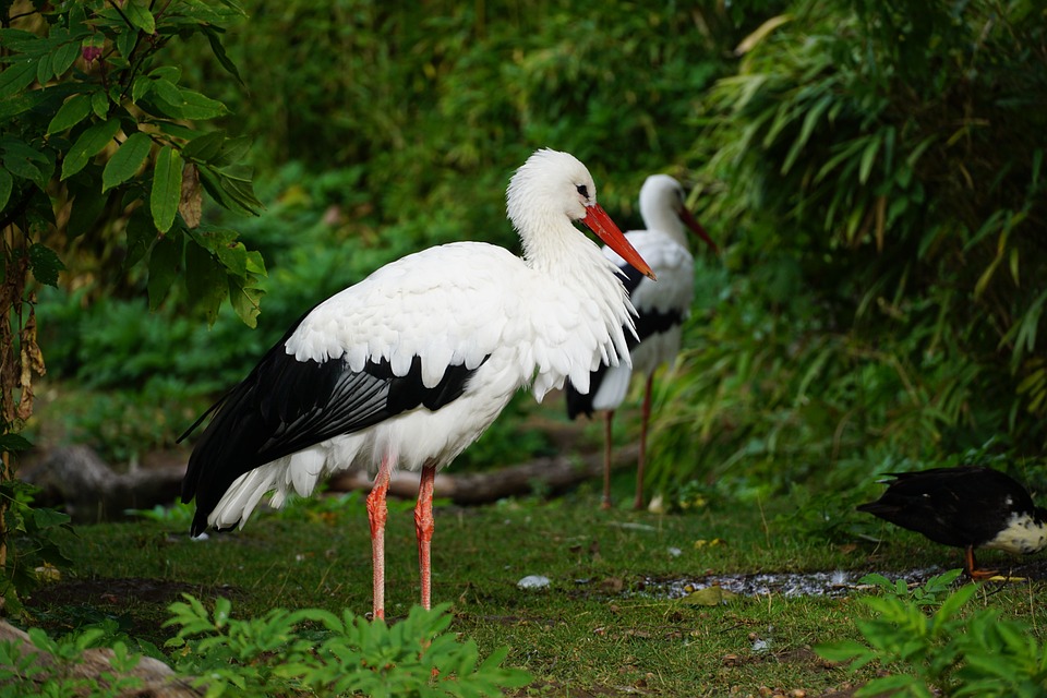 Online-Infoabend für werdende Eltern