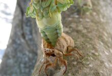 Online-Infoabend für werdende Eltern