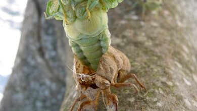 Online-Infoabend für werdende Eltern