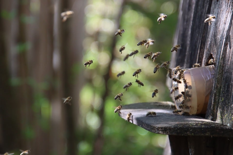 Ausbruch der Amerikanischen Faulbrut der Bienen; Festsetzung eines Sperrbezirks im Gemeindebereich Wald
