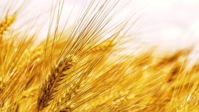 Glasfaserausbau - Informationsschreiben von Glasfaserplus