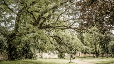 Nach der gutachterlichen Untersuchung der rund 120 Jahre alten Robinie im Stadtg