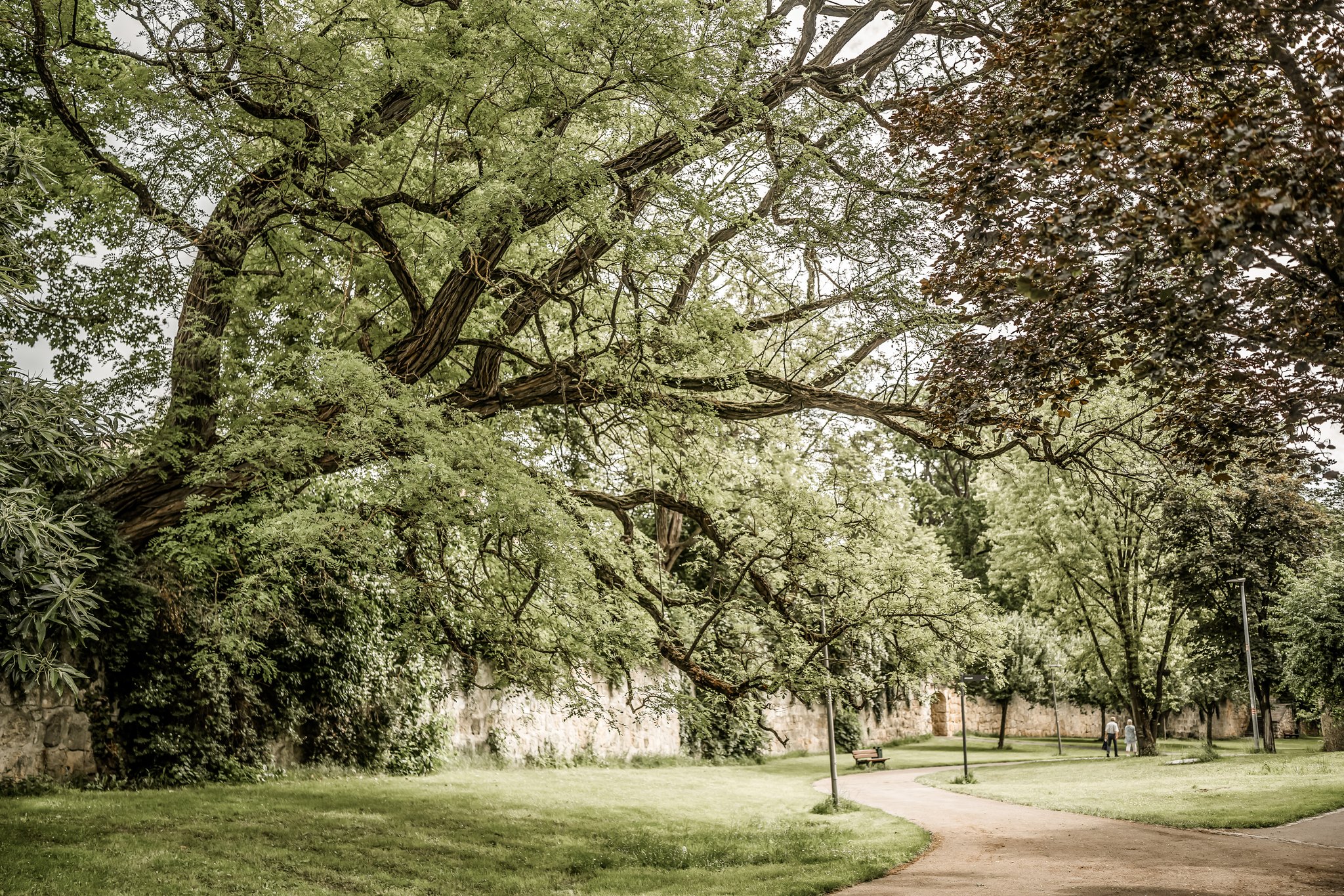 Nach der gutachterlichen Untersuchung der rund 120 Jahre alten Robinie im Stadtg