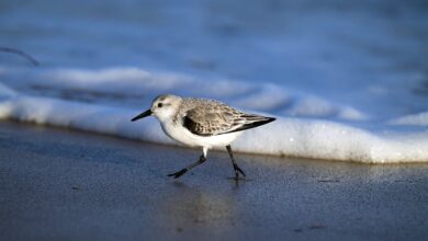 Bürgerversammlungen 2024 - Stadt Schnaittenbach