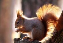 Chamer Christkindlmarkt - Aktuelles - Die Stadt