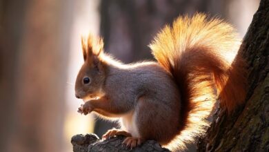 Chamer Christkindlmarkt - Aktuelles - Die Stadt
