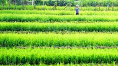 Fünfter Chamer Krippenweg - Aktuelles - Die Stadt