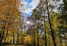 Sammelstelle für Grüngutabfälle schließt