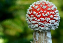 Mikrozensus 2024: 50.000 Bürgerinnen und Bürger müssen noch bis Jahresende mitmachen