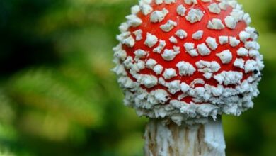 Mikrozensus 2024: 50.000 Bürgerinnen und Bürger müssen noch bis Jahresende mitmachen