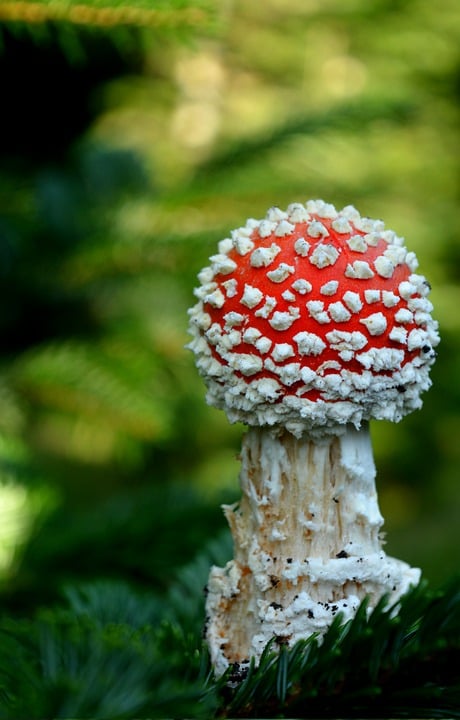 Mikrozensus 2024: 50.000 Bürgerinnen und Bürger müssen noch bis Jahresende mitmachen