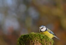 Vorstellung des Gedächtnisspiels „Sulzbach-Rosenberger Stadtansichten“ – Stadt Sulzbach-Rosenberg