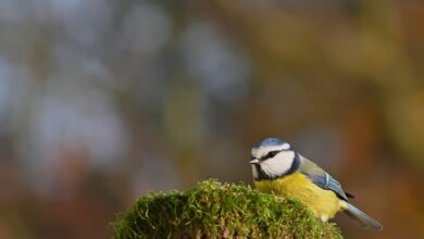 Vorstellung des Gedächtnisspiels „Sulzbach-Rosenberger Stadtansichten“ – Stadt Sulzbach-Rosenberg