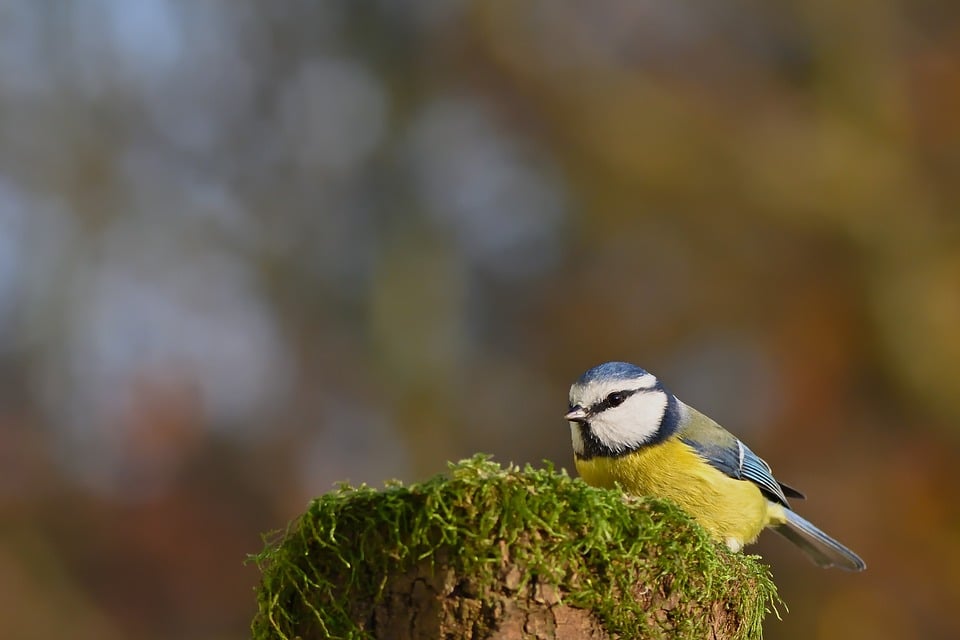 Vorstellung des Gedächtnisspiels „Sulzbach-Rosenberger Stadtansichten“ – Stadt Sulzbach-Rosenberg